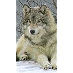 オオカミ XFVGA(480×854)壁紙 Woelfe - Wolves - Loups 2021 Artwork: Kalender オオカミ XFVGA(480×854)壁紙 Woelfe - Wolves - Loups 2021 Artwork: Kalender