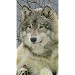 オオカミ iPhone8,7,6 Plus 壁紙 拡大(1125×2001) Woelfe - Wolves - Loups 2021 Artwork: Kalender オオカミ iPhone8,7,6 Plus 壁紙 拡大(1125×2001) Woelfe - Wolves - Loups 2021 Artwork: Kalender