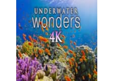 4K水中の驚異 - リラックス音楽 - UHDのサンゴ礁とカラフルな海の生き物