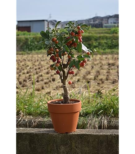 Amazon.co.jp: 長寿紅りんご苗植木 果樹苗木 実物1鉢接ぎ木 ミニ林檎