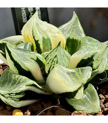 紡*様 裏般若錦 ハオルチア 観葉植物 オークション C4 Yahoo