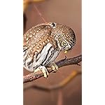 フクロウ iPhone8,7,6 Plus 壁紙(1242×2208) Eulen 2019 Broschuerenkalender フクロウ iPhone8,7,6 Plus 壁紙(1242×2208) Eulen 2019 Broschuerenkalender