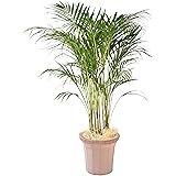 花のギフト社 アレカヤシ 観葉植物 本物 大型 ヤシ 7号 観葉 植物 室内用 7号鉢 室内 風水