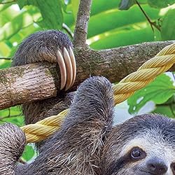 ナマケモノの人気壁紙画像 2022 the Original Sloths Mini Calebndar