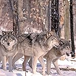 オオカミ iPad壁紙 Woelfe - Wolves - Loups 2021 Artwork: Kalender オオカミ iPad壁紙 Woelfe - Wolves - Loups 2021 Artwork: Kalender