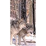 オオカミ iPhone8,7,6 Plus 壁紙(1242×2208) Woelfe - Wolves - Loups 2021 Artwork: Kalender オオカミ iPhone8,7,6 Plus 壁紙(1242×2208) Woelfe - Wolves - Loups 2021 Artwork: Kalender