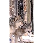 オオカミ iPhone8,7,6 Plus 壁紙 拡大(1125×2001) Woelfe - Wolves - Loups 2021 Artwork: Kalender オオカミ iPhone8,7,6 Plus 壁紙 拡大(1125×2001) Woelfe - Wolves - Loups 2021 Artwork: Kalender