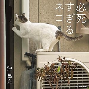 写真集 必死すぎるネコの表紙