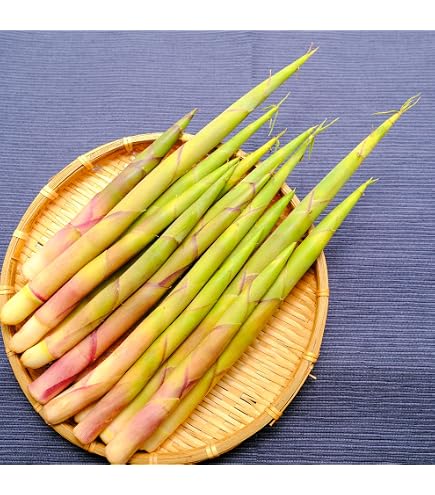 Amazon.co.jp: 根曲がり竹 姫竹 山菜 天然物 約300g 長野県産 : 食品