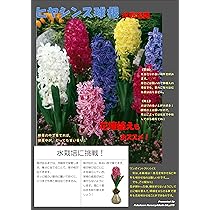 Amazon | 福花園種苗 ヒヤシンス球根(水栽培可能球) 10球(5色
