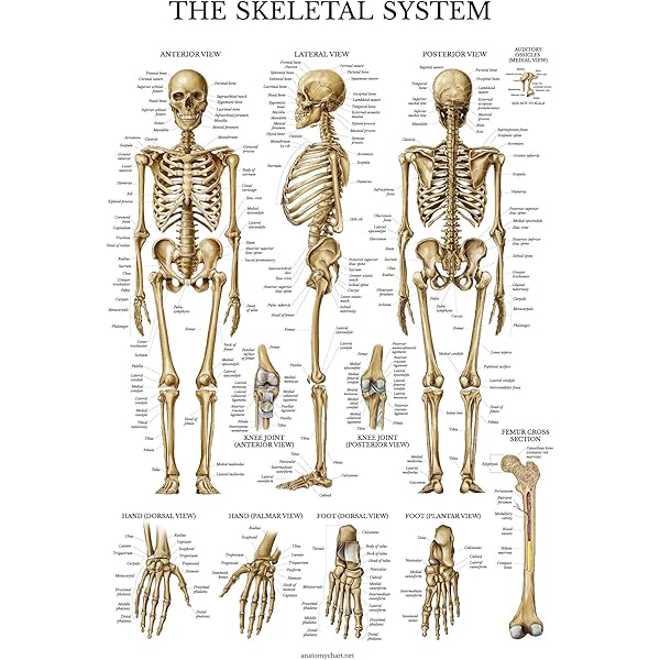 Skeletal System Anatomical Chart Laminated Human Skeleton Anatomy Poster 18 X 27 Amazon Sg Industrial Scientific