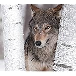 オオカミ HD(1440×1280) Wolves 2021 (Wonderful World) オオカミ HD(1440×1280) Wolves 2021 (Wonderful World)