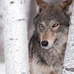 オオカミの人気壁紙画像 Wolves 2021 (Wonderful World)
