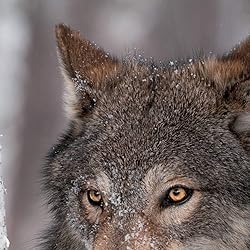 オオカミの人気壁紙画像 Wolves 2021 (Wonderful World)