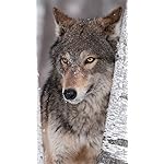 オオカミ XFVGA(480×854)壁紙 Wolves 2021 (Wonderful World) オオカミ XFVGA(480×854)壁紙 Wolves 2021 (Wonderful World)