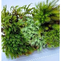 Amazon｜天然苔 おまかせ 5種セット 約17.5×11cmパック 無農薬 国産