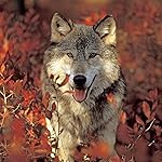 オオカミ iPad壁紙 Wolves 2019 Calendar オオカミ iPad壁紙 Wolves 2019 Calendar