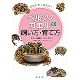 初めてでも大丈夫！ ベルツノガエルの飼い方・育て方