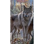 オオカミ iPhoneSE/5s/5c/5 壁紙 視差効果 Wolves 2021 (Wonderful World) オオカミ iPhoneSE/5s/5c/5 壁紙 視差効果 Wolves 2021 (Wonderful World)