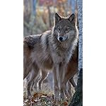 オオカミ XFVGA(480×854)壁紙 Wolves 2021 (Wonderful World) オオカミ XFVGA(480×854)壁紙 Wolves 2021 (Wonderful World)