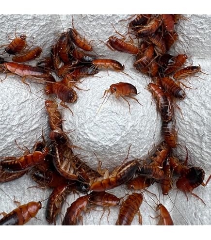 Jojoさん専用 ジクラ JOJO レプタイルサンド POGONA&LEOPA 細目3.8L 267251 1個