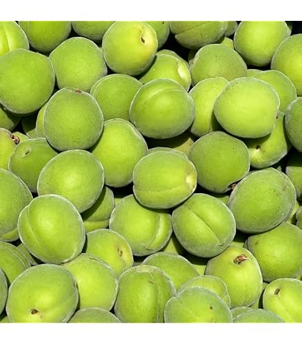 Amazon.co.jp: 和歌山県産 南高梅(青梅）約10kg (訳あり（サイズ不揃い