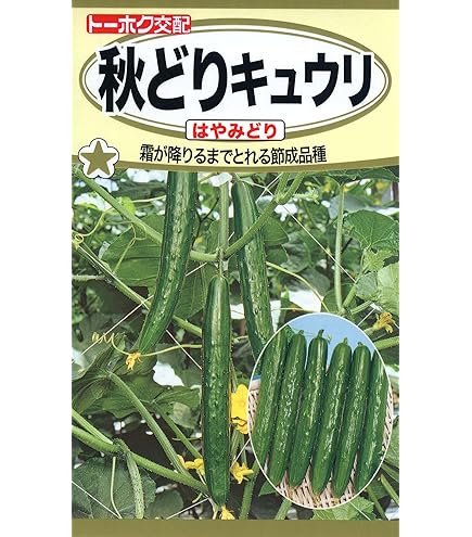 きゅうり サラダきゅうり 'カッパー' - トンネルでの栽培、短期間の酸洗い