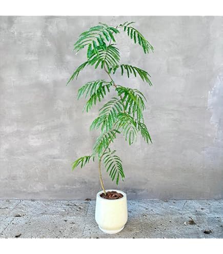 Amazon｜エバーフレッシュ ねむの木 7号鉢サイズ 黒色 セラアート鉢