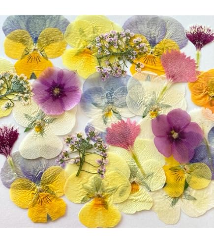 熊笹　エディブルフラワー　飾り葉 熊笹 エディブルフラワー 飾り葉