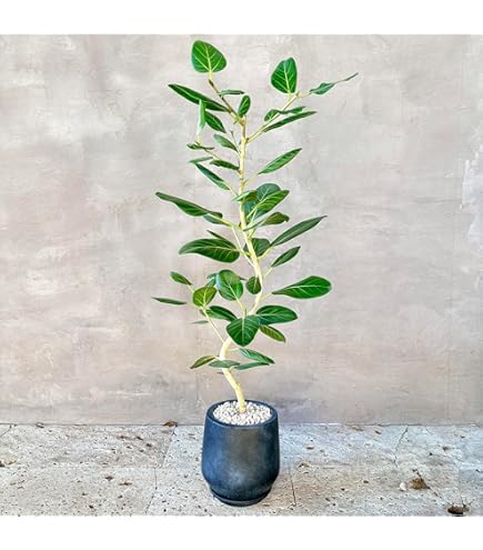 Amazon｜PURIZA 観葉植物 白石付き フィカス アルテシマ 曲がり 8号鉢