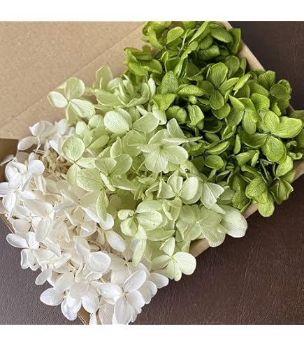 Amazon.co.jp: プリザーブドフラワー ピラミッドアジサイ グリーン系3