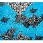 海の生き物 Android(960×854)待ち受け 2022 the Ocean Unseen Wall Calendar 海の生き物 Android(960×854)待ち受け 2022 the Ocean Unseen Wall Calendar