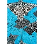 海の生き物 iPhone(640×960)壁紙 2022 the Ocean Unseen Wall Calendar 海の生き物 iPhone(640×960)壁紙 2022 the Ocean Unseen Wall Calendar