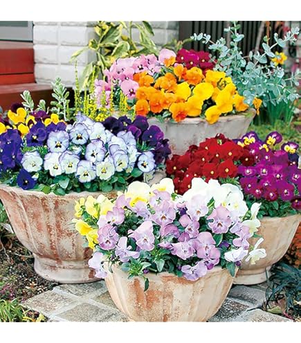 Amazon.co.jp: 石川園芸 ビオラレディ 3苗セット : DIY・工具・ガーデン