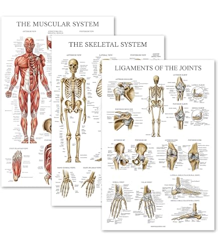 Amazon.co.jp: 2パック - 膝と肩の解剖学と怪我 ポスターセット - 解剖