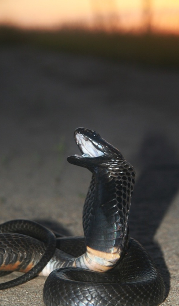 Amazon Co Jp Cobra Snake Wallpaper Hd Wallpapers Of Cobra Snakes Android アプリストア