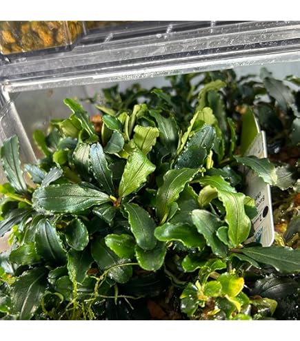 Amazon.co.jp: ブセファランドラ ソルディデュラブルー Bucephalandra