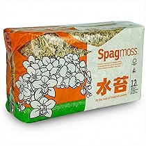 Amazon.co.jp: チャーム ビカクシダ コウモリラン 観葉植物板付け