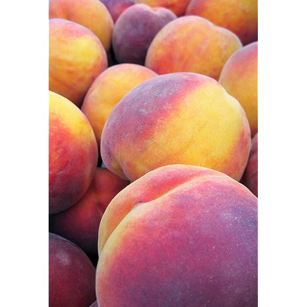 CocoRo♡farm 新鮮なワッサー12kg（2kg〜承ります） ワッサー 訳あり 2キロ：長野県産の黄桃｜食べチョク｜産地直送