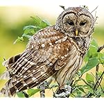 フクロウ HD(1440×1280) Eulen 2019 Broschuerenkalender フクロウ HD(1440×1280) Eulen 2019 Broschuerenkalender