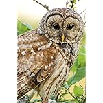 フクロウ iPhone(640×960)壁紙 Eulen 2019 Broschuerenkalender フクロウ iPhone(640×960)壁紙 Eulen 2019 Broschuerenkalender