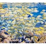 海の生き物 QHD(1080×960) 2022 the Ocean Unseen Wall Calendar 海の生き物 QHD(1080×960) 2022 the Ocean Unseen Wall Calendar