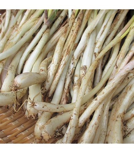 伊江島 島らっきょ 種 10k Amazon.co.jp: 島らっきょう種(伊江島産)100