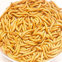 91yIW5iY5aL._AC_UL210_SR210,