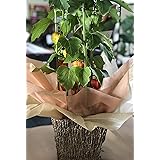 Amazon Co Jp 花のギフト社 ほおずき鉢植え ほおずきの鉢植え ホオズキ鉢植え ほおずき 鉢花 花鉢 フラワーギフト Diy 工具 ガーデン