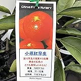 蜜柑(ミカン)の苗木 小原紅早生（早生みかん） 接木１年生苗