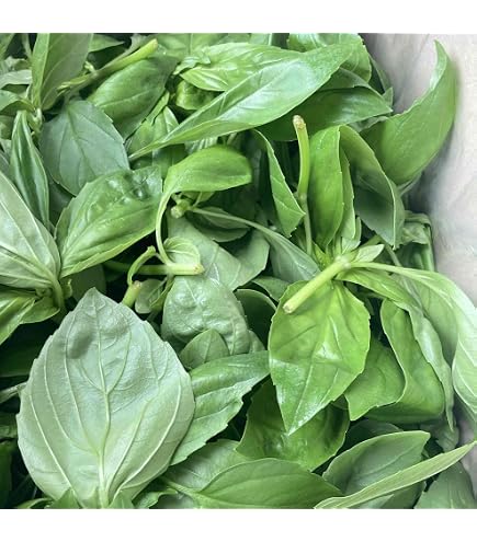 Amazon.co.jp: 国産 スイートバジル 1パック 総量：約25g（目安 17g