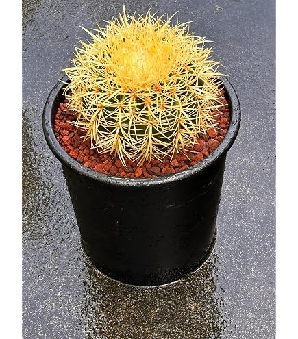 Amazon｜［ソラニワ］農場直送！キンシャチ 金シャチ 金鯱 サボテン 5