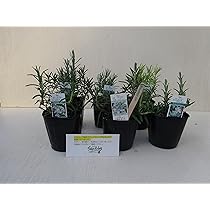 Amazon.co.jp: ローズマリー ステップナッツ オリジナル 6ポット