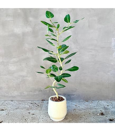 Amazon｜希少☆曲がりが素敵なフィカス・アフリカンプリンス／150cm